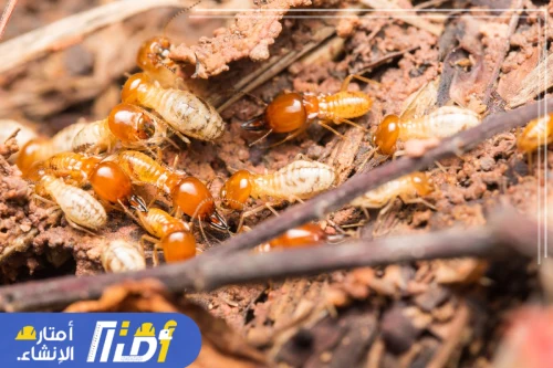 مكافحة النمل الابيض بالدمام