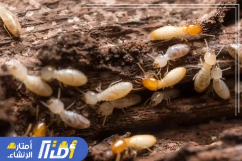 مكافحة النمل الابيض الارضة بجدة