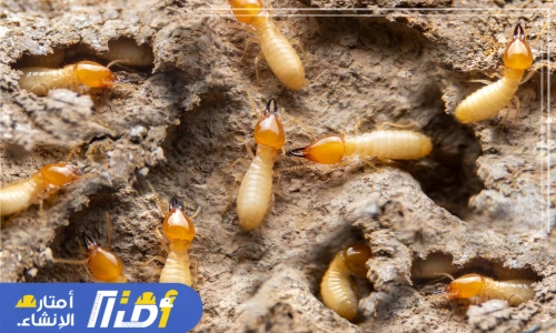 مكافحة النمل الابيض قبل البناء بالدمام