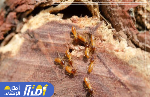 نصائح شركة مكافحة النمل الابيض بالرياض